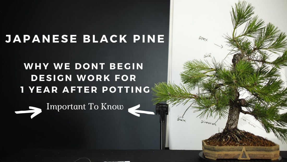 Japanese black pine bonsai after potting up