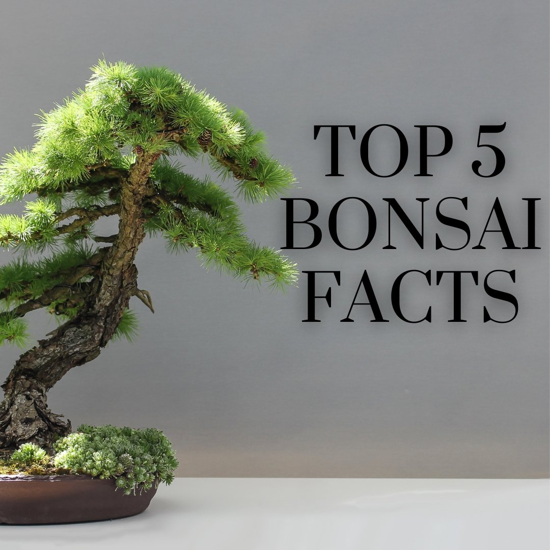 Top 5 Bonsai Facts - Bonsai-En