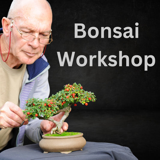 Bonsai Workshop Sun Oct 27th