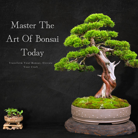 March Bonsai Class 1 - Wed 12th March