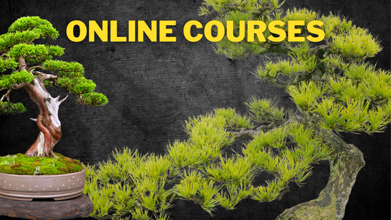 Online bonsai Courses