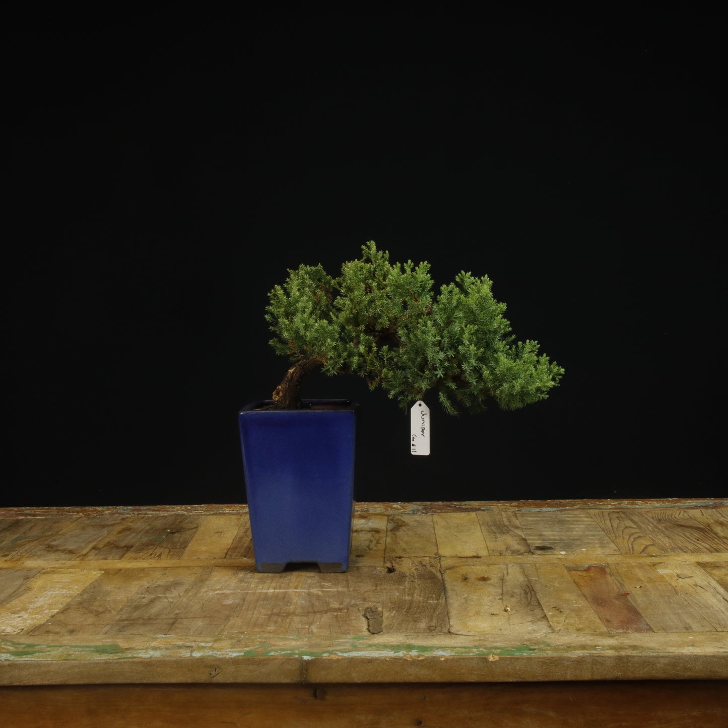 Juniper #11 - Pick Up Only