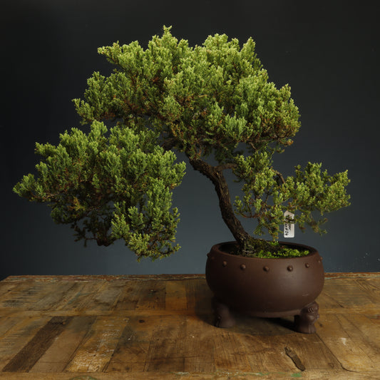 Procumbens Juniper - Pick Up Only