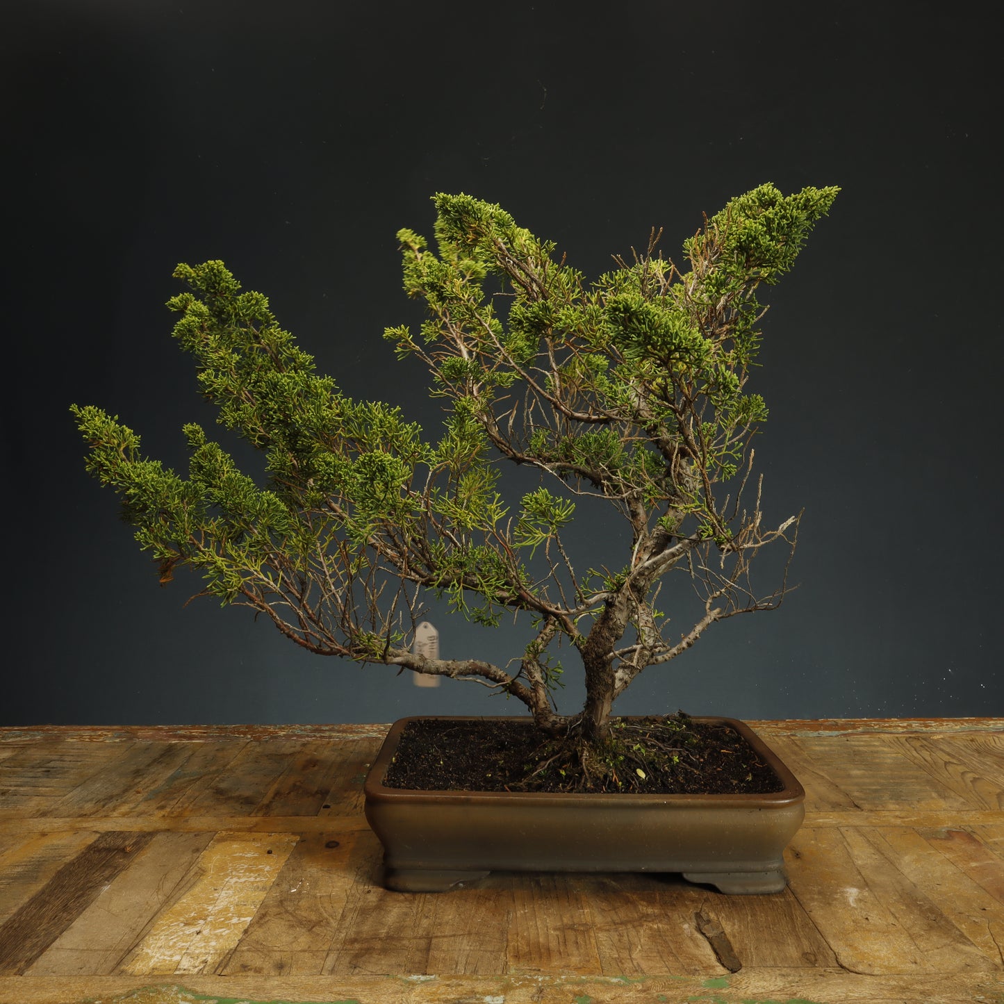 Shimpaku Juniper Bonsai - Pick Up Only