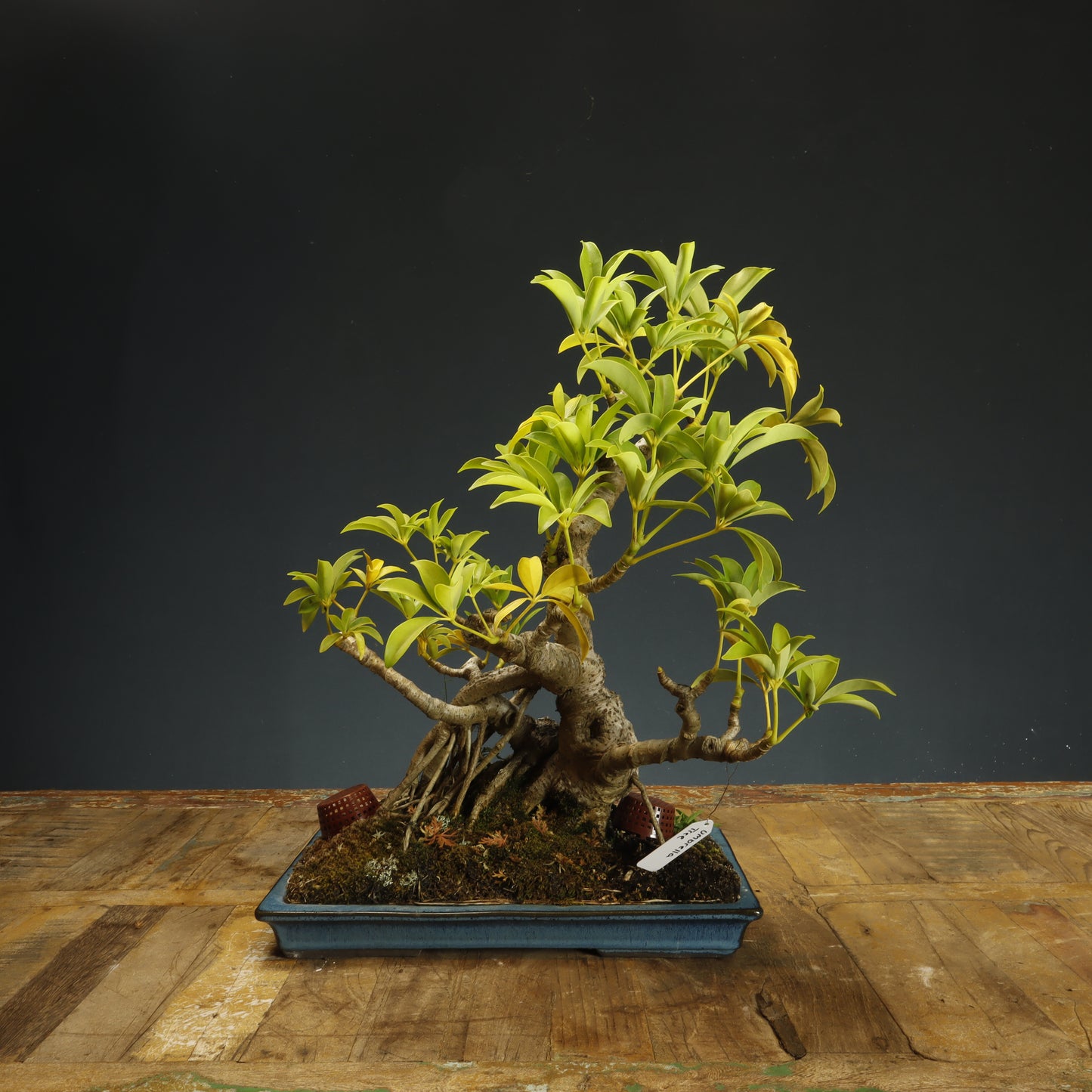 Umbrella Tree Bonsai - Pick Up Only