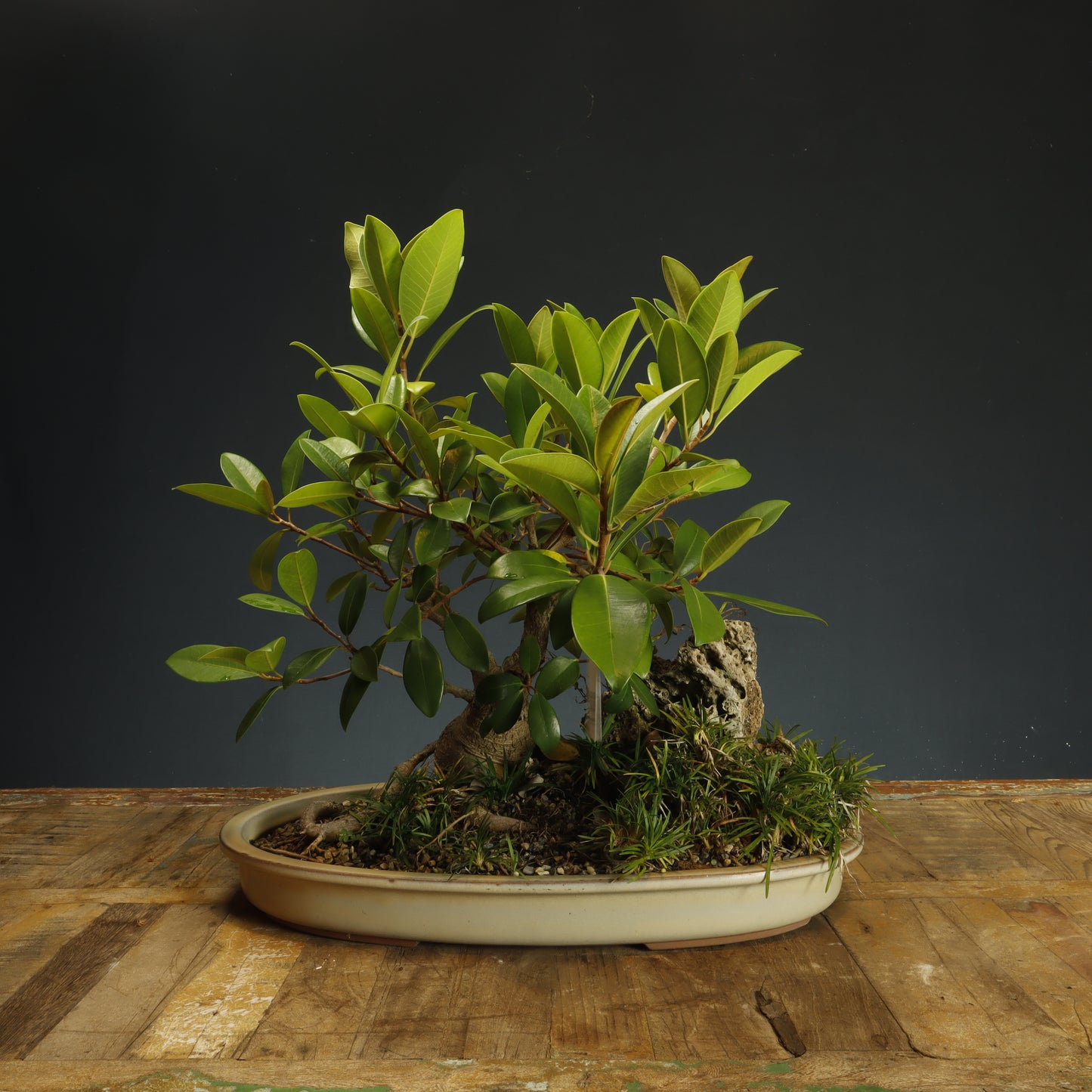 Port Jackson Ficus - Pick Up Only