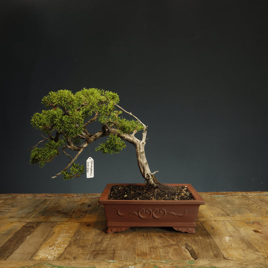 Shimpaku Juniper #2 - Pick Up Only