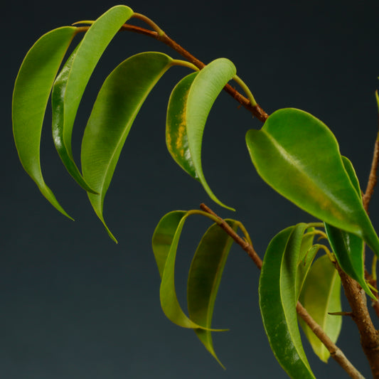 Ficus Benjamina Bonsai Starter