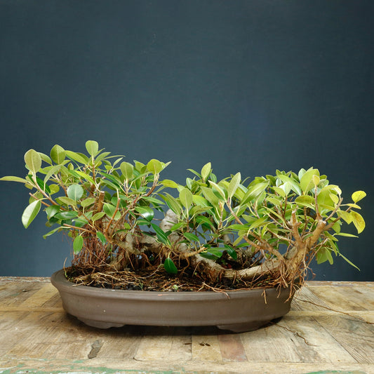 Port Jackson Ficus Raft  - Pick Up Only