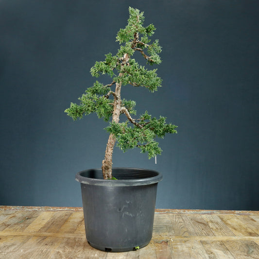 Pre Bonsai Shimpaku Juniper  - Pick Up Only