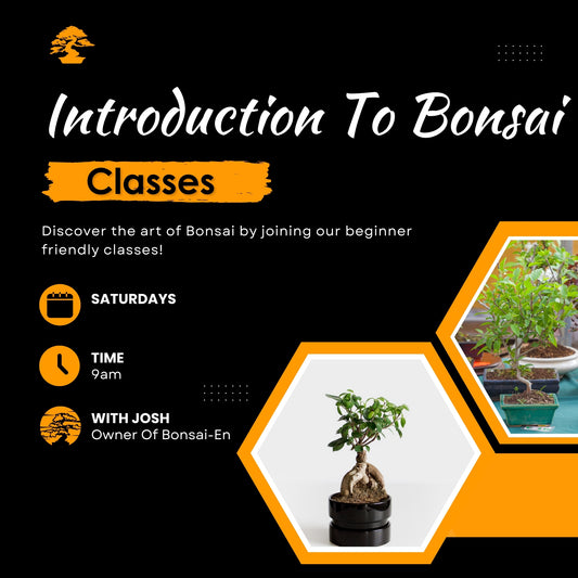 Introduction To Bonsai Class ( Tree Included ) Sat 29th March