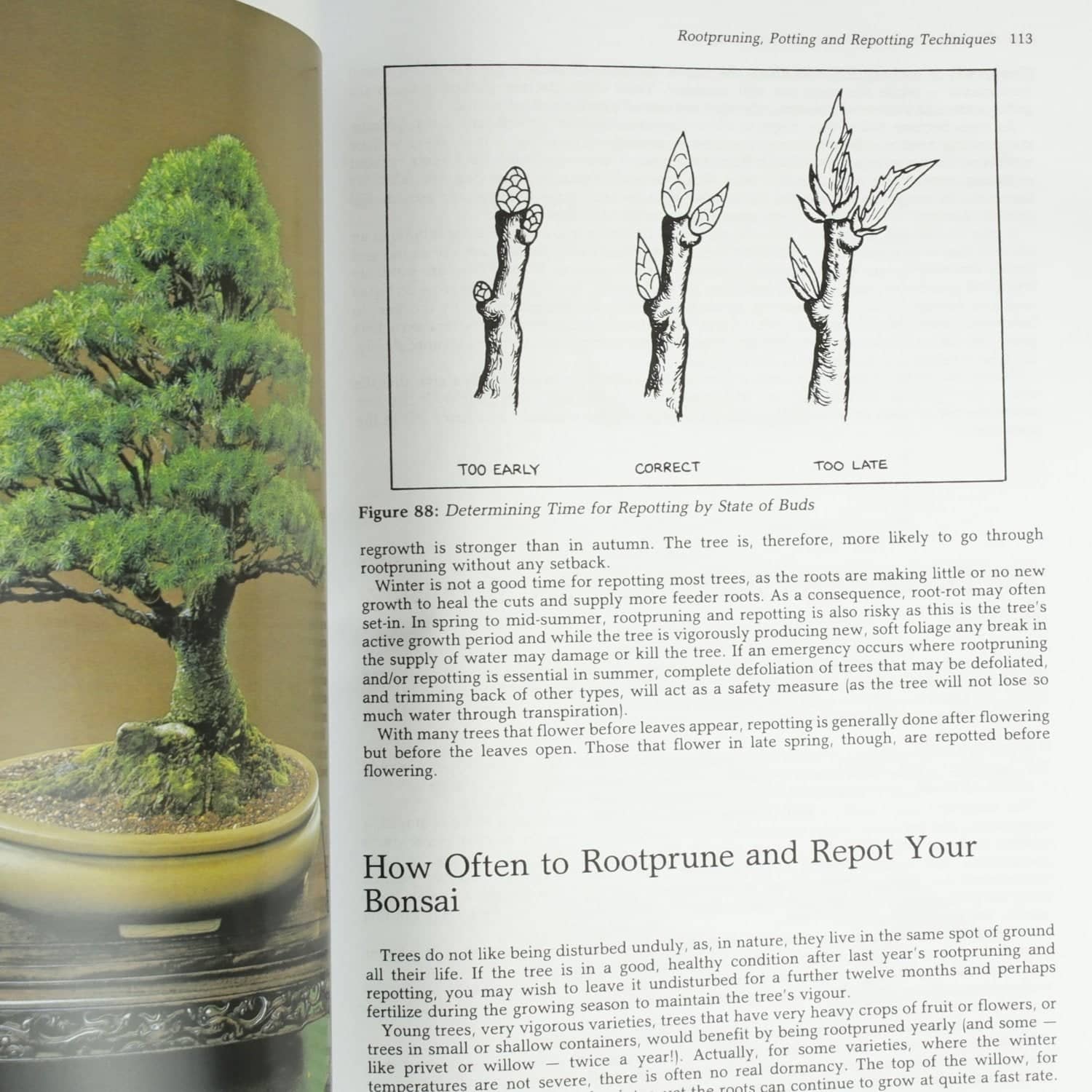 Bonsai Its Art, Science, History And Philosophy Book